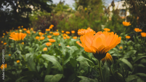 Calendula officinalis