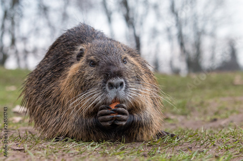 Portrait of adult coypu  Myocastor coypus  sitting on the ground and eating carrot. Furry brown nutria with white mustache holding carrot in paws. Wildlife scene from Czech nature.