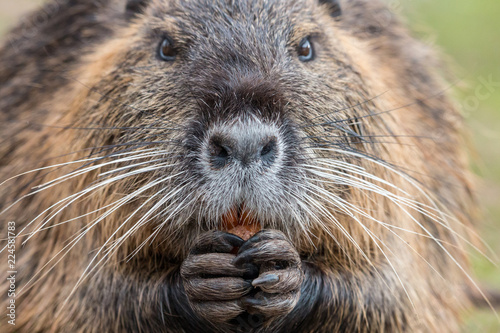 Close-up portrait of adult coypu (Myocastor coypus) chewing carrot. Furry brown nutria with white mustache holding carrot in paws. Wildlife scene from Czech nature. photo