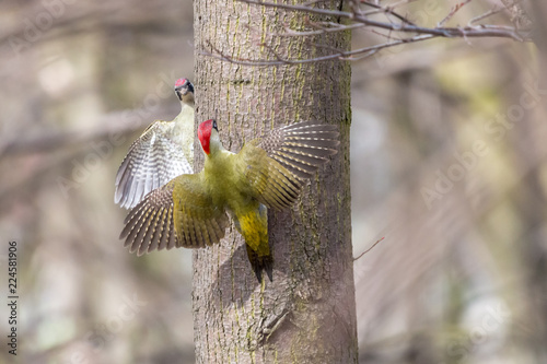Confrontation between two birds. European green woodpeckers (Picus viridis), females, perching with spread wings opposite one another on tree trunk with blurred background.
