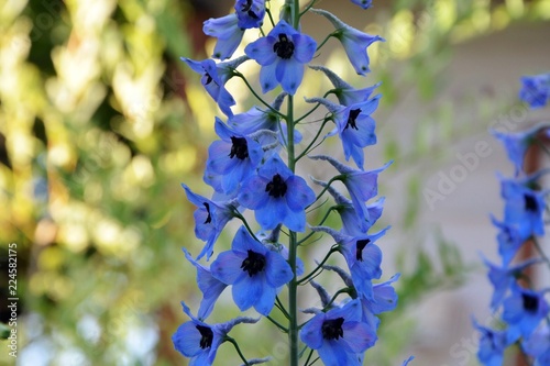 The flowers of the blue delphinium shine in the sun in the garden close-up.