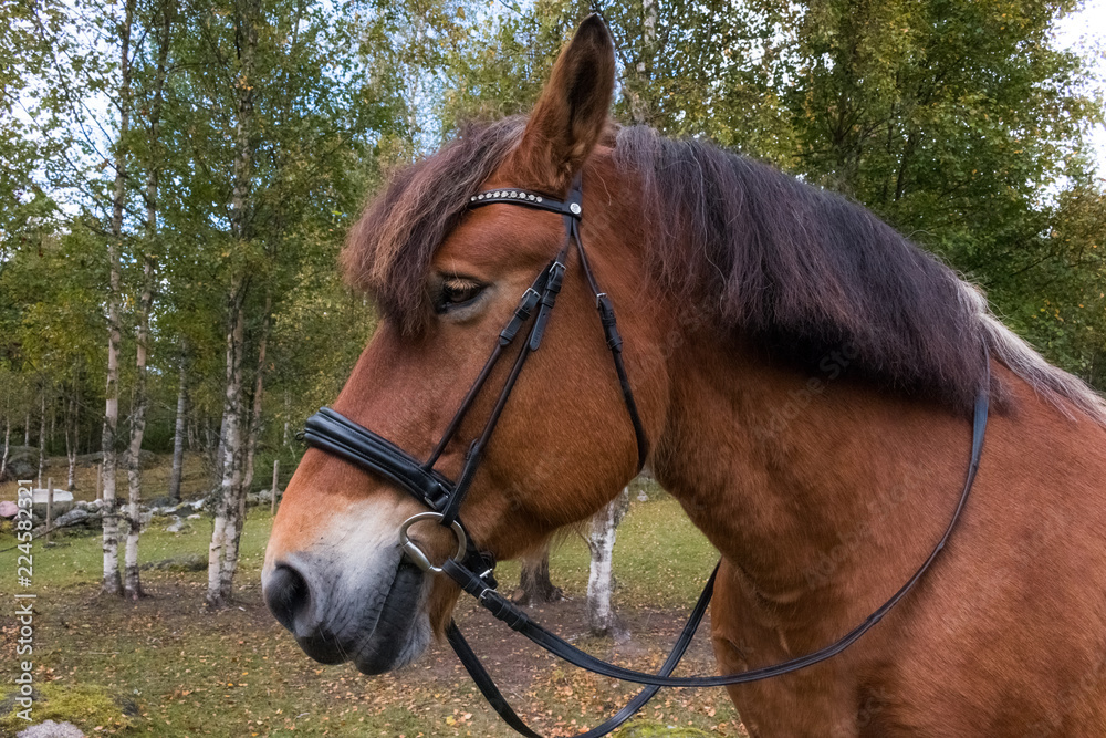 Ardenner Stute mit Halfter ,Portraitaufnahme Ardenner Stute mit Halfter ,Portraitaufnahme