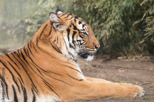 Portrait of lying Malayan tiger  Panthera tigris  with blurred green background. Beautiful big cat with black stripes on orange pelage.