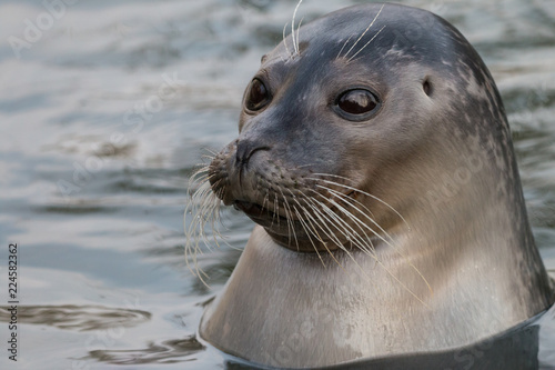Close-up portrait of Harbor or common seal (Phoca vitulina) in the water. Cute marine animal with funny face and big black eyes.