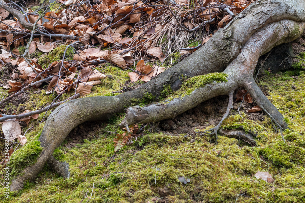 Autumn in the forest: curved roots, green moss, beech fallen leaves on the ground. Autumn in the forest: curved roots, green moss, beech fallen leaves on the ground.