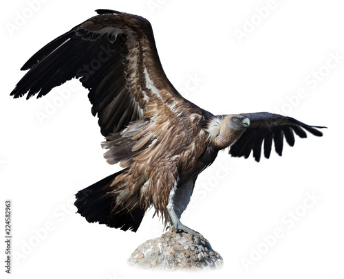 Big Griffon on stone on white background