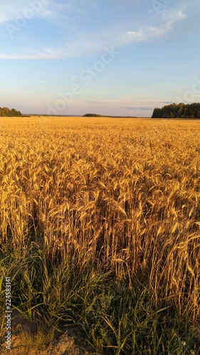 Blue sky, Golden wheat field.