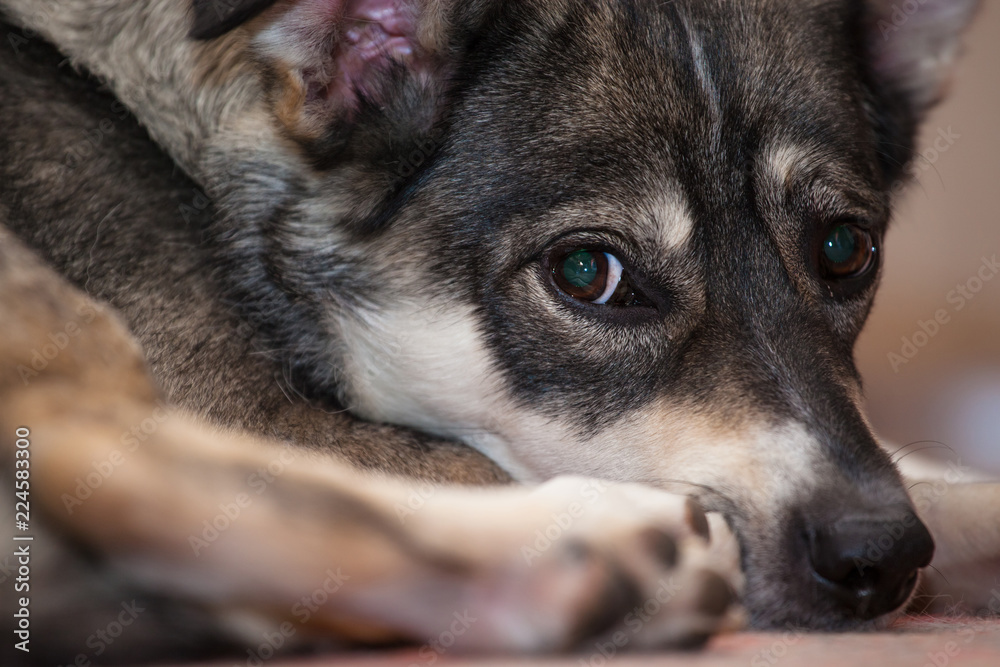 Naklejka premium Pretty sad dog with sad eyes