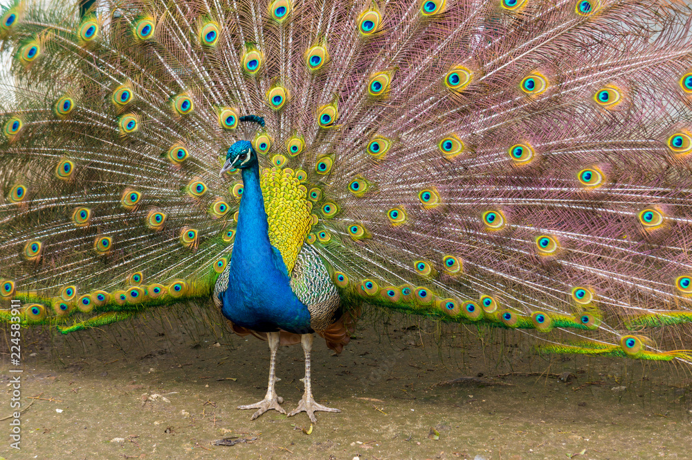 Obraz premium Photography of the multiple eyes of the feathers of an indian peafowl peacock in full display