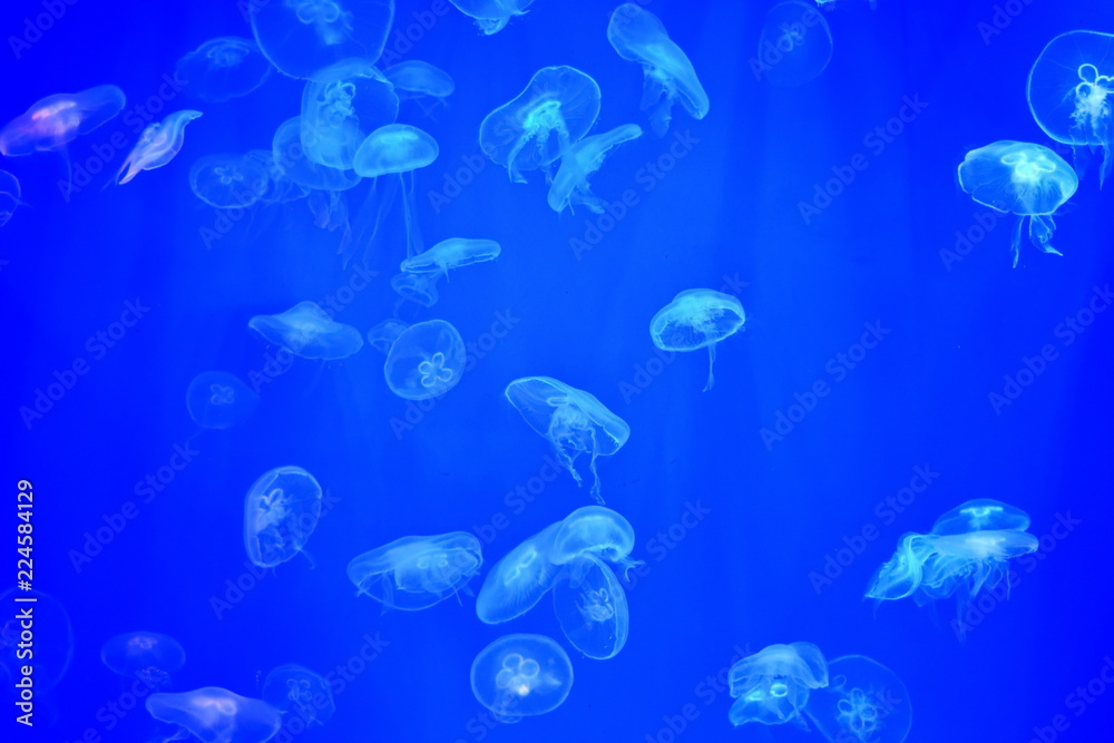 Fototapeta premium flock transparent jellyfish under water in aquarium on blue background in rays of light