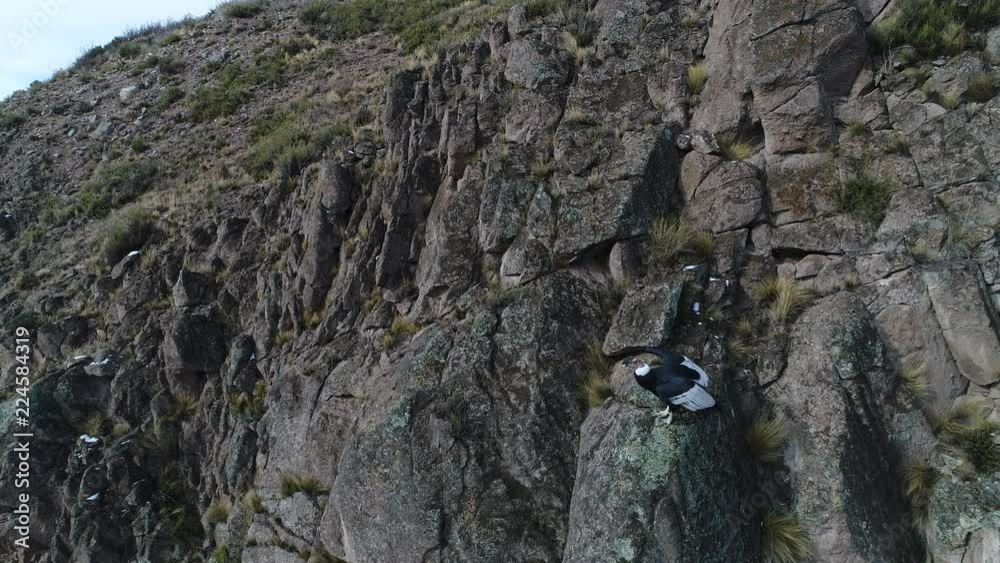 Aerial drone scene of Andean Condor (Vultur gryphus) jumping from rock in hill side, flying towards valley. Camera above bird. Rocky mountain with golden grasses around animal. Mendoza, Argentina Aerial drone scene of Andean Condor (Vultur gryphus) jumping from rock in hill side, flying towards valley. Camera above bird. Rocky mountain with golden grasses around animal. Mendoza, Argentina