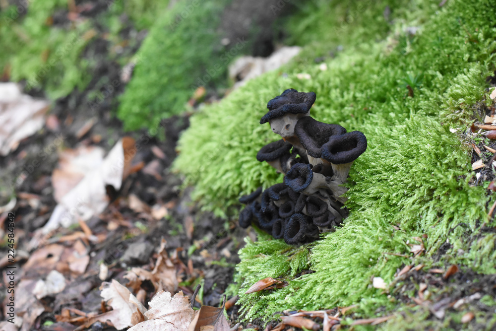Horn of plenty mushrooms Craterellus cornucopioides in nature. The