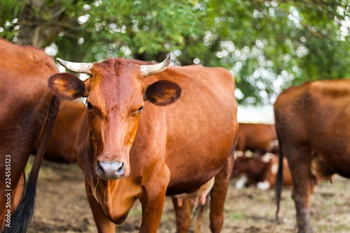 Herd of brown cattle © BillionPhotos.com