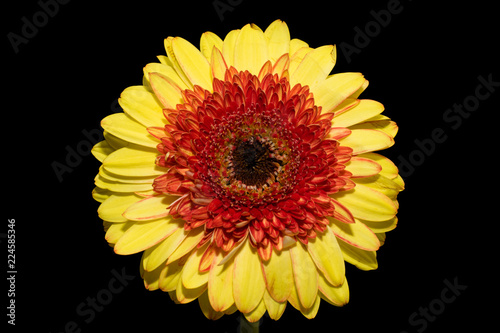 Daisy close-up isolated on black background