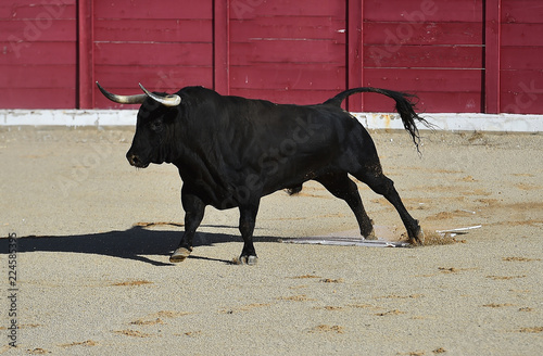 animal tipico español