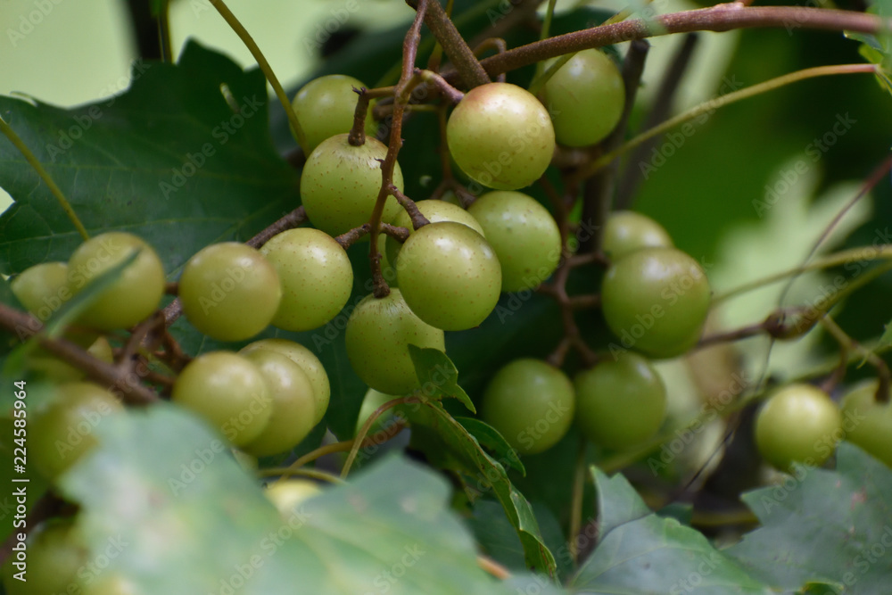 GEORGIA VINEYARD