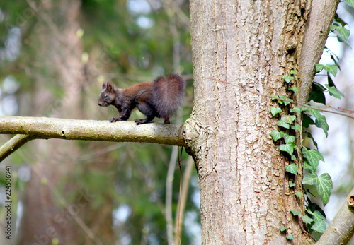 Eichhörnchen im Wald © shannchen