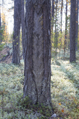 he extraction of resin in a pine forest