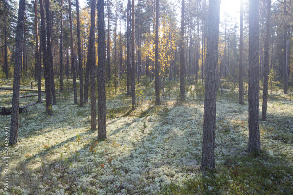 Fototapeta premium Beautiful autumn landscape