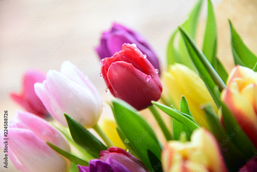 Fototapeta premium Fresh and colorful of tulips with water drop.