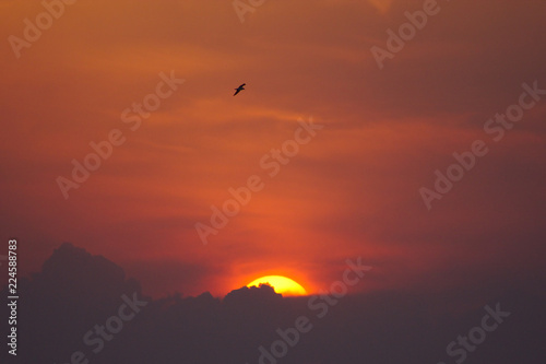 Möwe über den Wolken im Abendrot © sunakri
