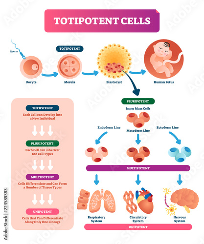 Totipotent cells vector illustration. Multi, uni and pluripotent diagram. photo