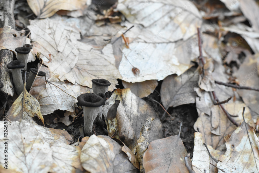 Horn of plenty mushrooms Craterellus cornucopioides in nature. The Black Trumpet fungi