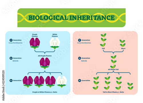 Biological inheritance plants vector illustration. Diagram with examples.
