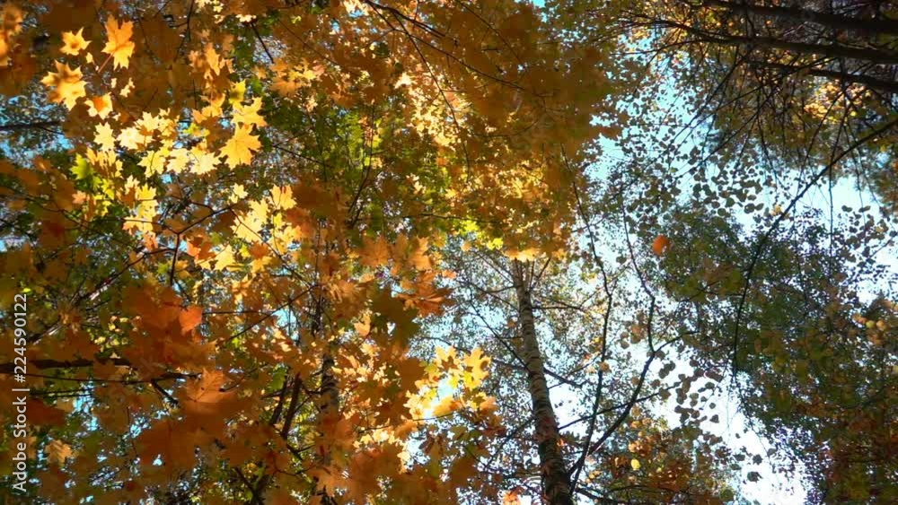 Deciduous forests in warm sunny weather, dried leaves fall from trees slow motion Deciduous forests in warm sunny weather, dried leaves fall from trees slow motion