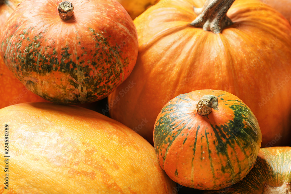 Different pumpkins as background, closeup. Autumn holidays Different pumpkins as background, closeup. Autumn holidays