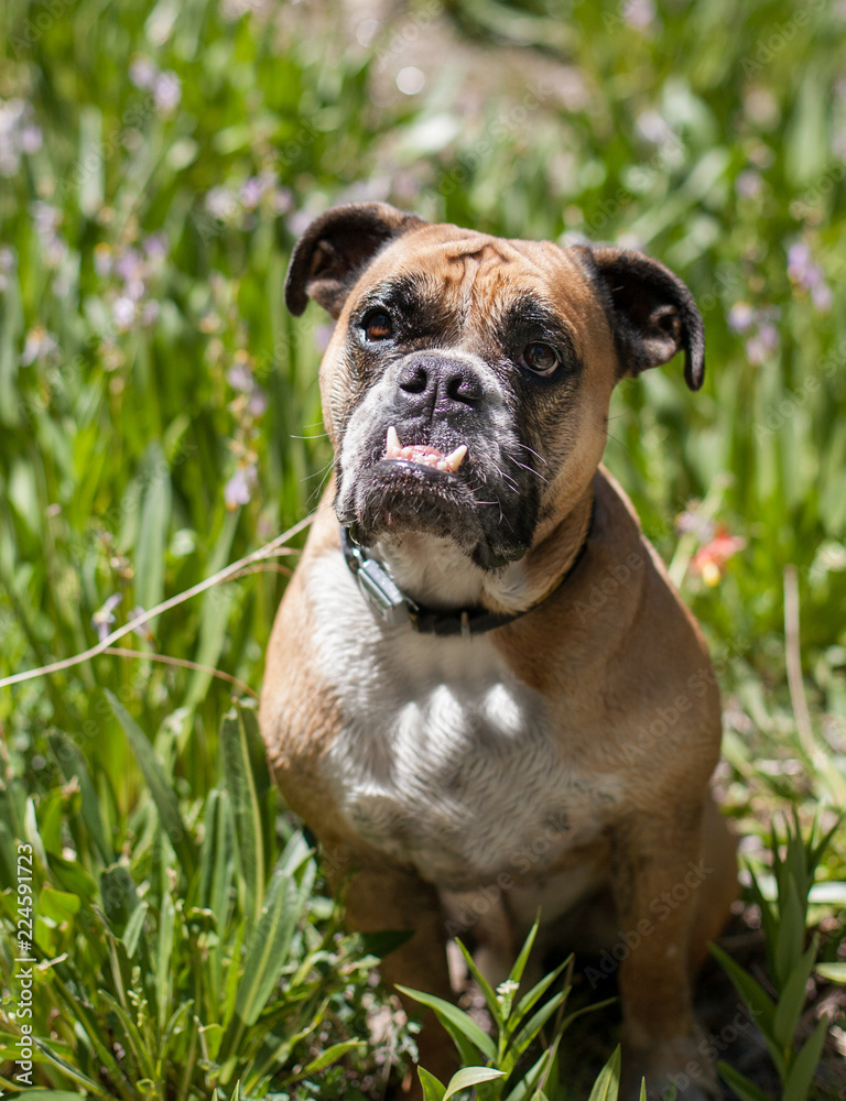 Bulldog posing with the wild mountain flowers and grass