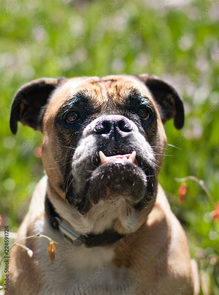 Headshot of a bulldog posing with the wild flowers Headshot of a bulldog posing with the wild flowers