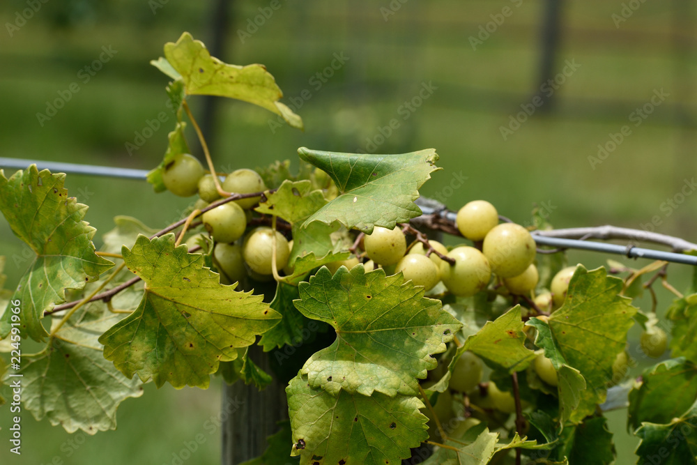 Obraz premium GEORGIA VINEYARD