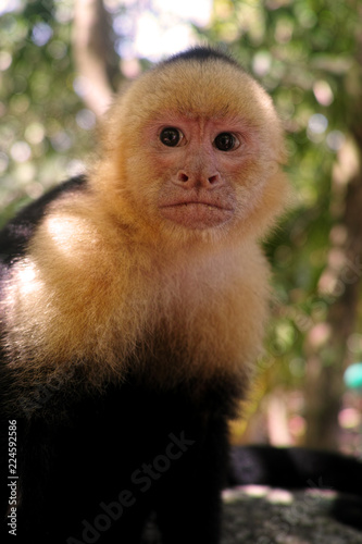 Affe Costa Rica Süß