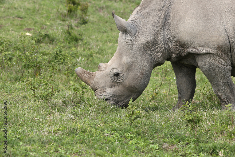 A white rhinoceros (Ceratotherium simum) in the wild in South Africa. This is an endangered animal. A white rhinoceros (Ceratotherium simum) in the wild in South Africa. This is an endangered animal.