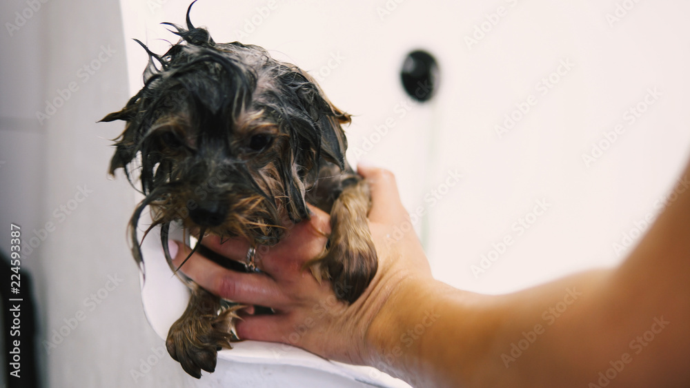 Naklejka premium care for yorkshire terriers close-up