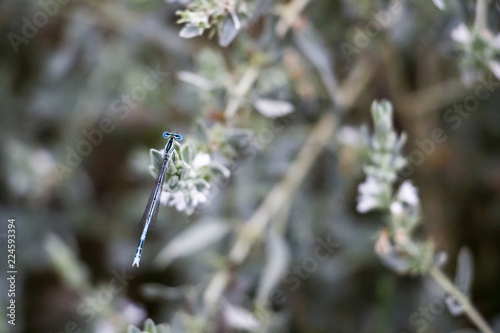 A white-legged damselfly on a natural blurred wild field herb background by the River Maritsa in Bulgaria, dorsal view © Stanislava
