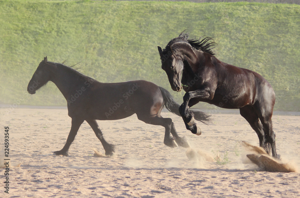 black thoroughbred Friesian horses play
