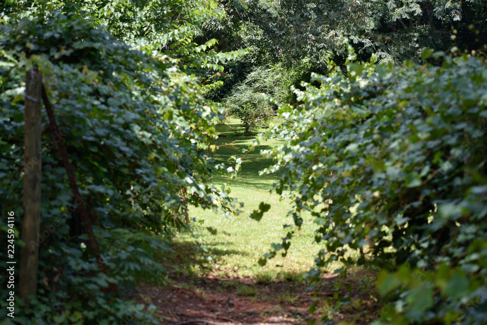 GEORGIA VINEYARD