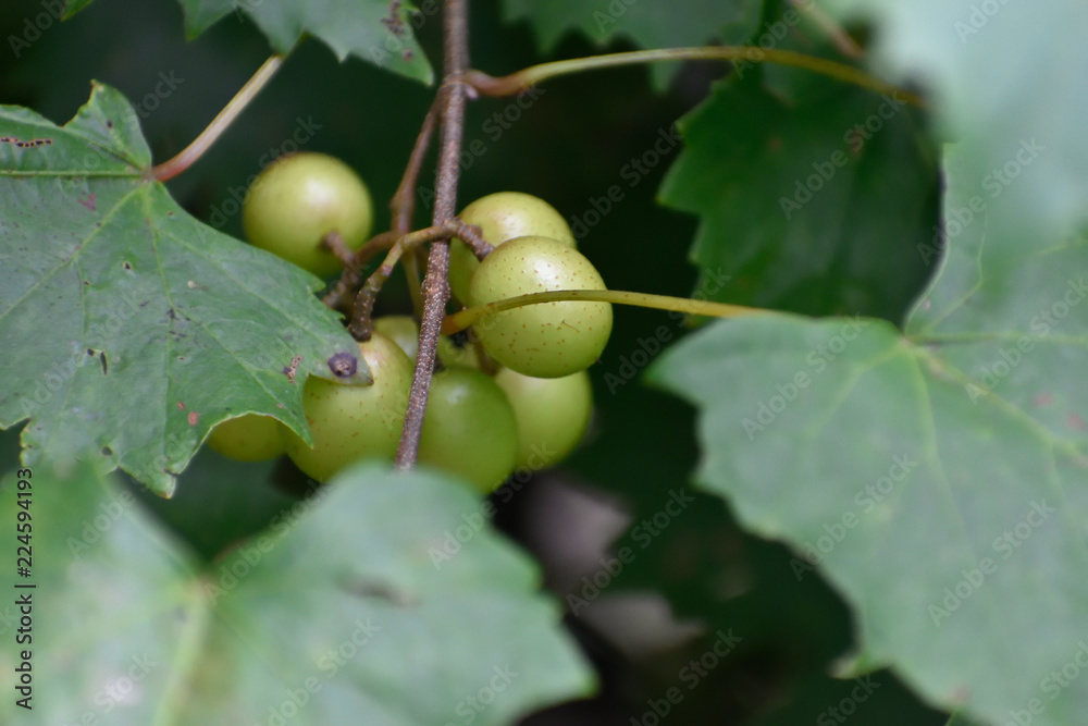 Obraz premium GEORGIA VINEYARD