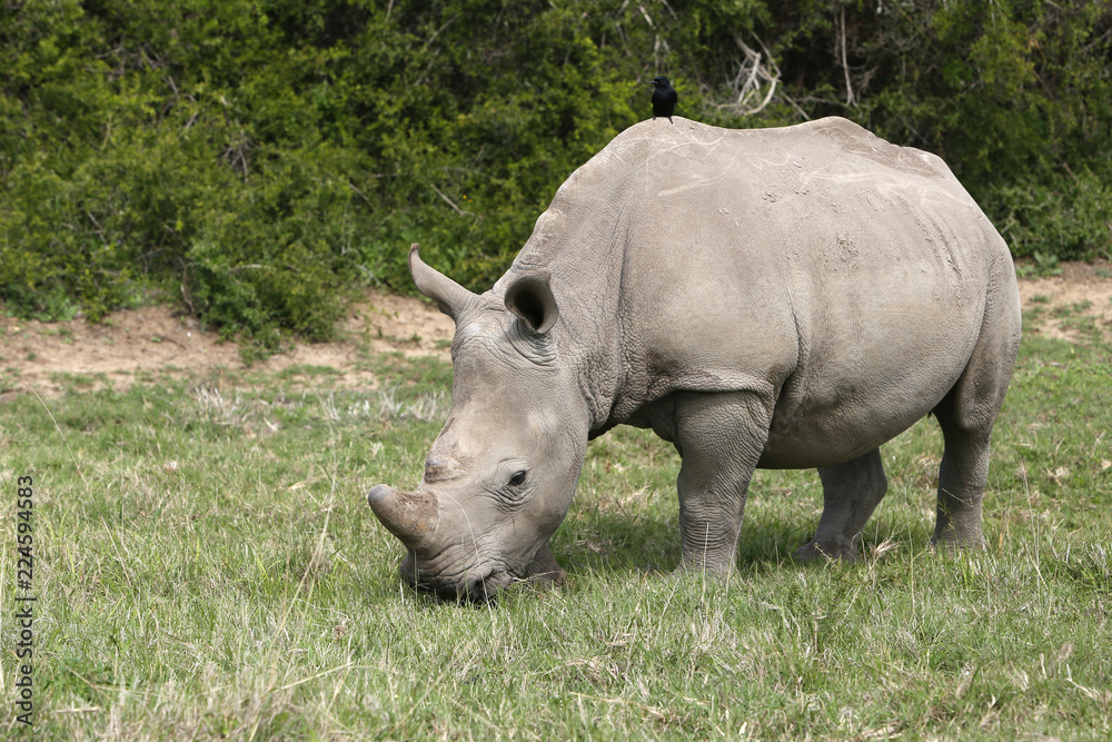 A white rhinoceros (Ceratotherium simum) in the wild in South Africa. This is an endangered animal. A white rhinoceros (Ceratotherium simum) in the wild in South Africa. This is an endangered animal.