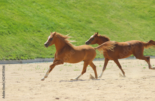 red thoroughbred horses of the Arabian breed run gallop, play,