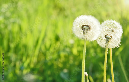 Dandelion with Green grass field and lens flare in the morning with space for text. .Dandelion flower meaning is Long lasting happiness and youthful joy.