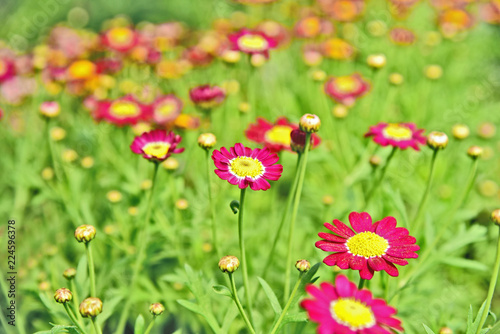 A lot and colorful of pink marguerites or Daisy Carmine Supernova on field with bokeh background © posinote