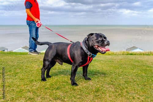 Εκτύπωση καμβά Strong healthy happy black Staffordshire Bull Terrier wearing a red harness on a