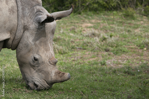A white rhinoceros (Ceratotherium simum) in the wild in South Africa. This is an endangered animal. 