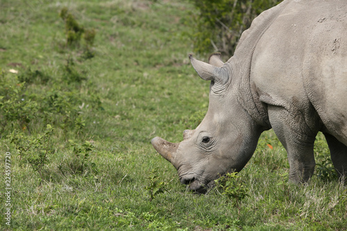 A white rhinoceros  Ceratotherium simum  in the wild in South Africa. This is an endangered animal. 