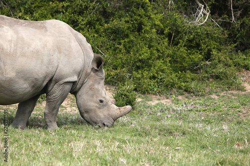A white rhinoceros (Ceratotherium simum) in the wild in South Africa. This is an endangered animal. 