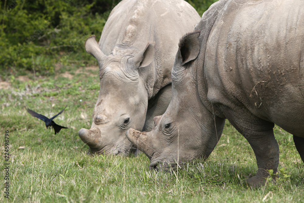 Obraz premium A white rhinoceros (Ceratotherium simum) in the wild in South Africa. This is an endangered animal. 