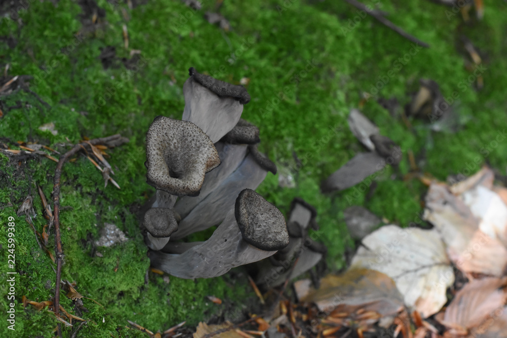 Horn of plenty mushrooms Craterellus cornucopioides in nature. The